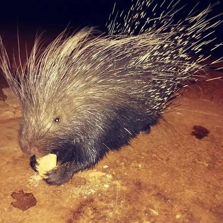 מלון Porcupine Camp Kamanjab מראה חיצוני תמונה
