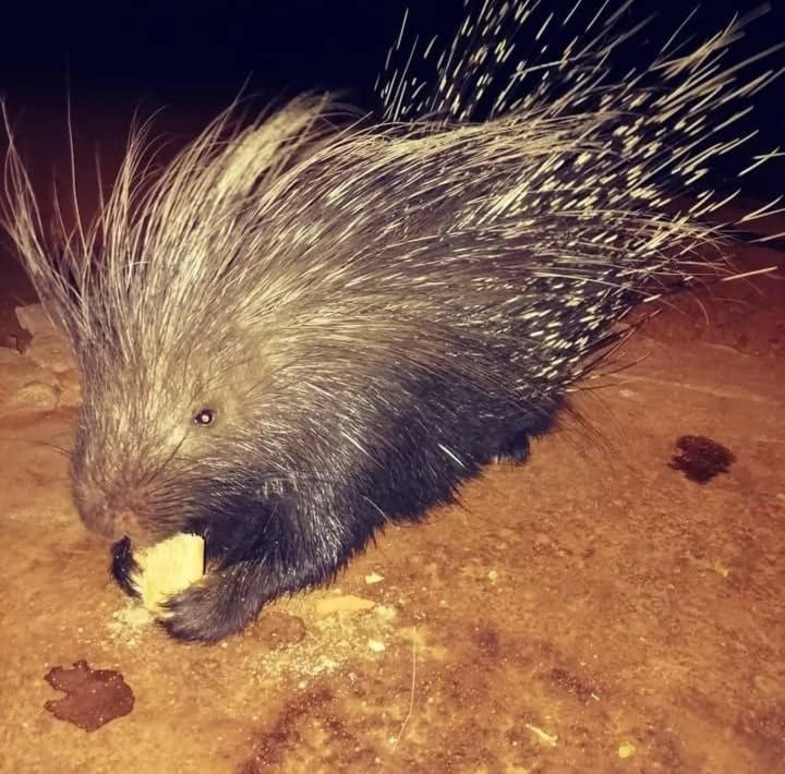 מלון Porcupine Camp Kamanjab מראה חיצוני תמונה